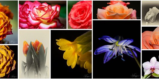 Flower Moments by Soomre Header Image